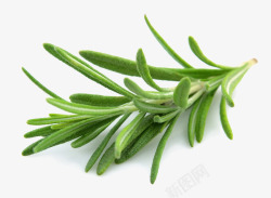食草实色绿色植物迷迭香高清图片