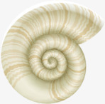 夏天海螺png免抠素材_88icon https://88icon.com 夏天 海螺 素材