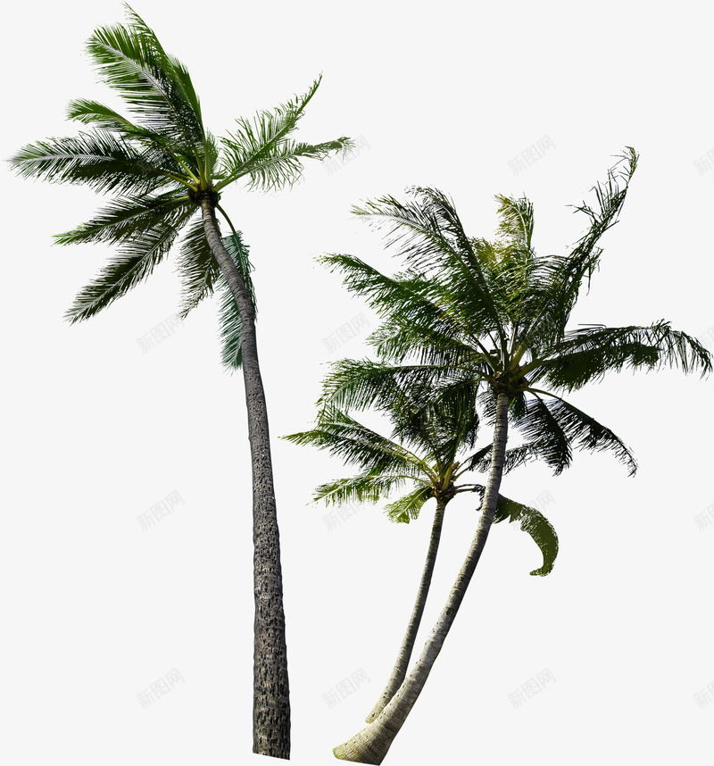 创意摄影海边度假区的大树png免抠素材_88icon https://88icon.com 创意 大树 度假区 摄影 海边