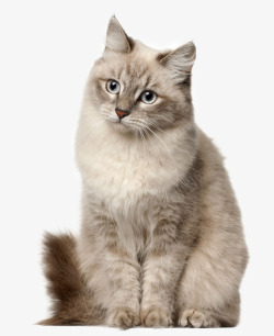 表情可爱的猫可爱的小猫咪宠物猫高清图片
