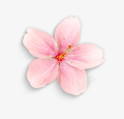 梅花花瓣漂浮粉色花瓣高清图片