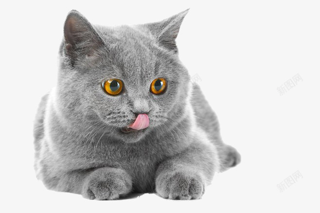 可爱的灰色小猫咪png免抠素材_88icon https://88icon.com 动物 卖萌小猫 可爱小猫咪 咪咪 好可爱 猫咪