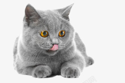 小动物背景可爱的灰色小猫咪高清图片
