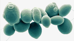 酵母酵母菌高清图片