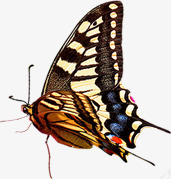 绿色清新春天漂浮植物蝴蝶png免抠素材_88icon https://88icon.com 动态蝴蝶 春天 植物 清新 漂浮 绿色 蝴蝶