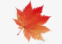 秋天植物红色枫叶高清图片