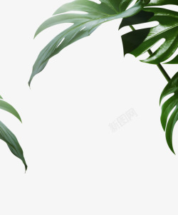各种植物的绿叶热带绿叶装饰元素高清图片