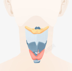 英国人人体喉咙手绘插画高清图片