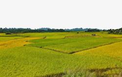 稻谷png实物一望无际的稻谷高清图片