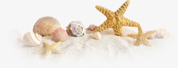 海星海螺沙滩素材