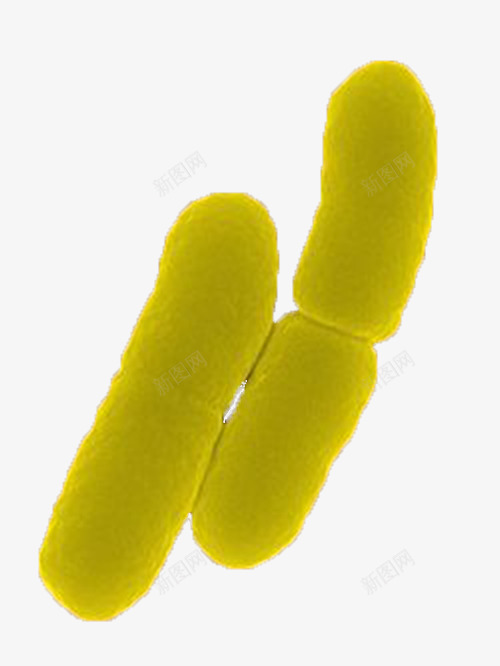 大肠杆菌png免抠素材_88icon https://88icon.com 大肠杆菌 微生物 显微镜下实物