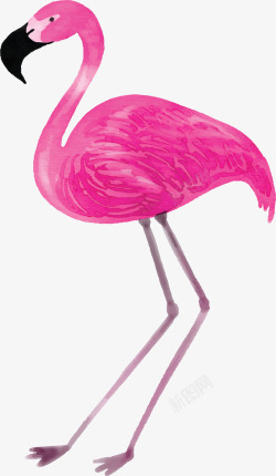 水彩手绘粉色火烈鸟矢量图素材