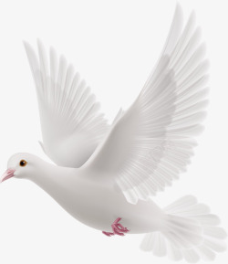 白色的鸟飞翔的白鸽高清图片