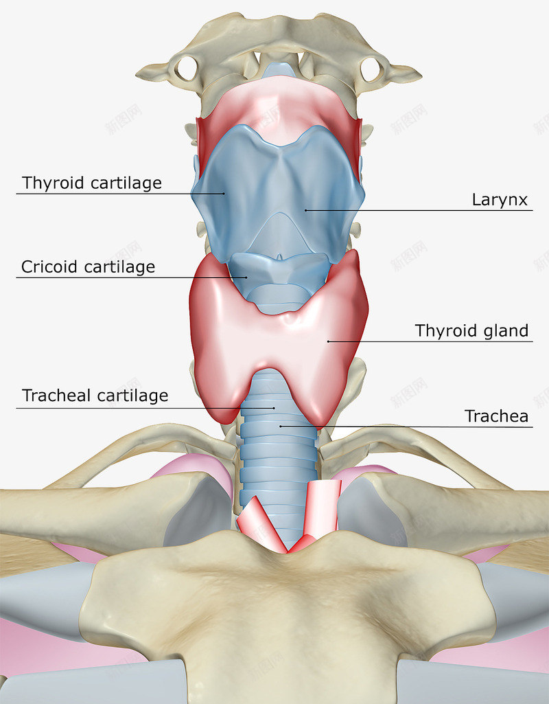 甲状腺医疗插图psd免抠素材_88icon https://88icon.com 人体肌肉结缔组织 医疗插图 喉咙 甲状腺