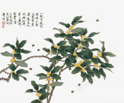 美背中国桂花树高清图片