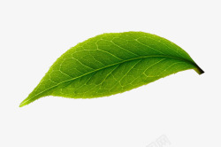 绿色桑葚叶子树叶高清图片