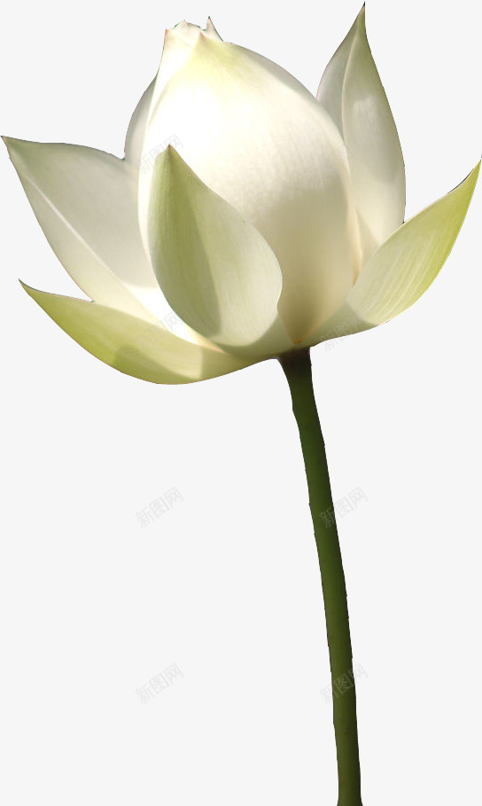 荷花荷叶png免抠素材_88icon https://88icon.com 含苞待放 白色 竹子荷花荷叶满池塘 花朵 荷花 莲花