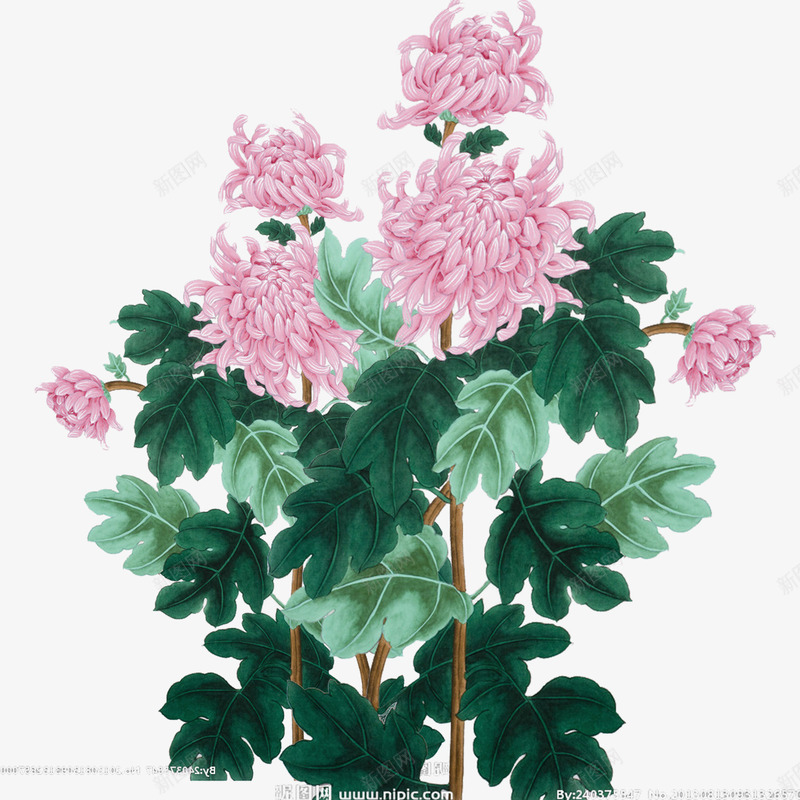 粉色菊花元素psd免抠素材_88icon https://88icon.com 九月九 老人节 重阳节