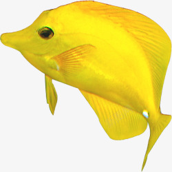 黄色的热带鱼夏天素材