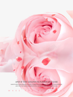 玫瑰花背景素材