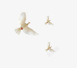 描绘白鸽和平白鸽高清图片