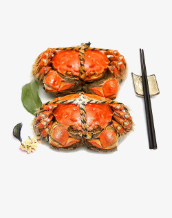 阳澄湖大闸蟹素材