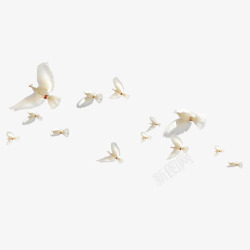 飞翔的白鸽鸟群素材