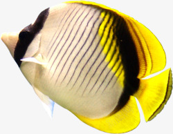 创意合成海底世界的小丑鱼素材