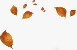 树叶凋零秋季凋零的树叶高清图片