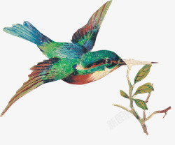 鸟卡通手绘彩色鸟高清图片