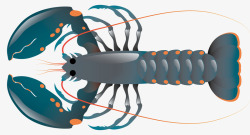 生猛大龙虾矢量图素材