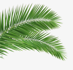 两片棕榈叶文艺装饰棕榈叶小清新绿植高清图片