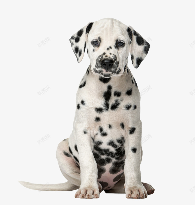 黑色斑点狗实物图png免抠素材_88icon https://88icon.com 动物 可爱的 坐着 实物图 小狗 耳朵 黑色斑点
