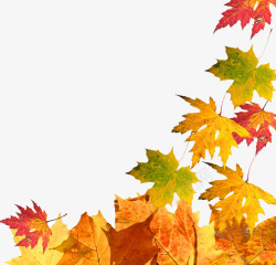 秋季树上红色树叶图片红色枫叶高清图片