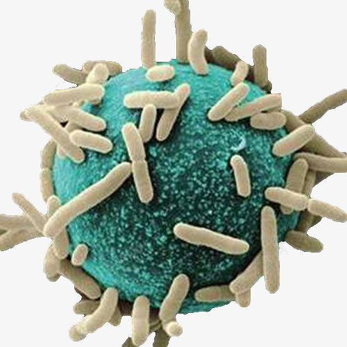 大肠杆菌png免抠素材_88icon https://88icon.com 大肠杆菌 微生物 显微镜下实物 有害微生物素材