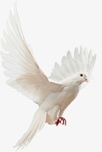 唯美白色鸽子白鸽高清图片