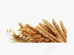 丰收季节稻谷稻子麦穗素材