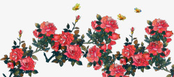 橘色图案手绘装饰月季花卉插画高清图片