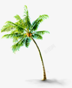 夏天海边椰子树素材