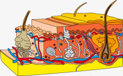 皮肤组织素材