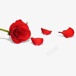 露珠一朵鲜红色的玫瑰花和花瓣高清图片