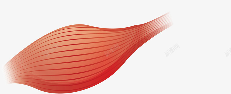 人体肌肉组织png免抠素材_88icon https://88icon.com 人体组织 矢量素材 肌肉 肌肉组织