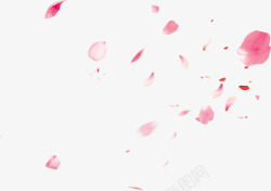 婚礼花素材粉色情人节漂浮花瓣高清图片
