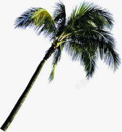 夏天海边的沙滩椰子树素材