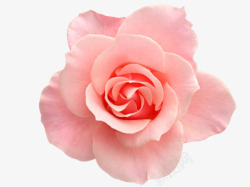 粉色温馨花朵粉色玫瑰花花瓣植物花朵高清图片