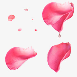 梦幻浪漫的粉色水滴玫瑰花瓣素材