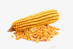 成熟的玉米素材
