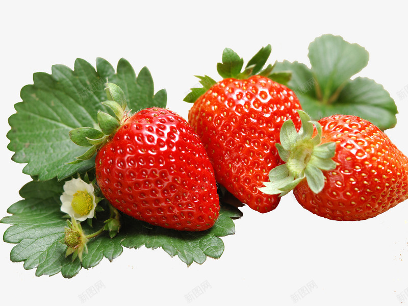 新鲜水果草莓png免抠素材_88icon https://88icon.com 植物 水果 红色 草莓