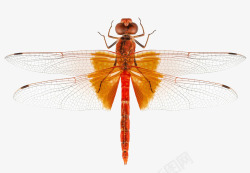节肢动物蜻蜓特写高清图片