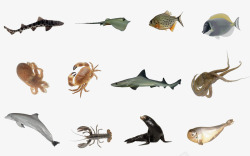 海底世界动物各式各样的鱼素材